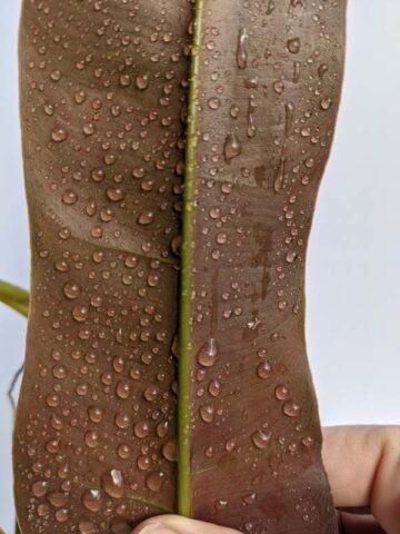 Alternative view of Philodendron Atabapoense Plant in 4″ pot