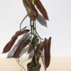 Philodendron Atabapoense Plant in 4″ pot