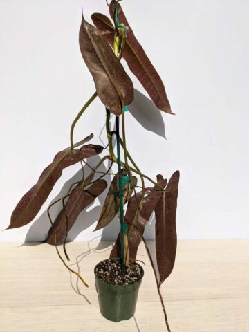 Philodendron Atabapoense Plant in 4″ pot
