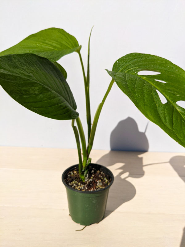 Monstera Lechleriana Schott Plant in 4" pot - Image 7