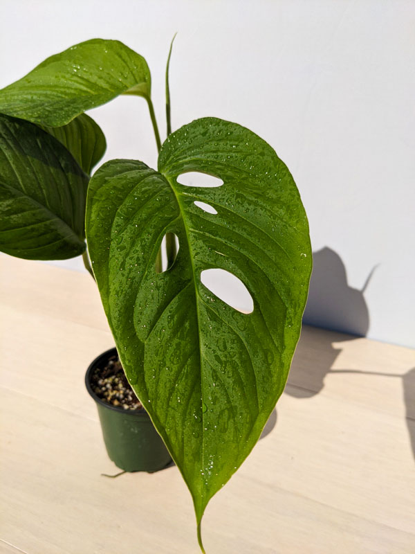 Monstera Lechleriana Schott Plant in 4" pot - Image 9
