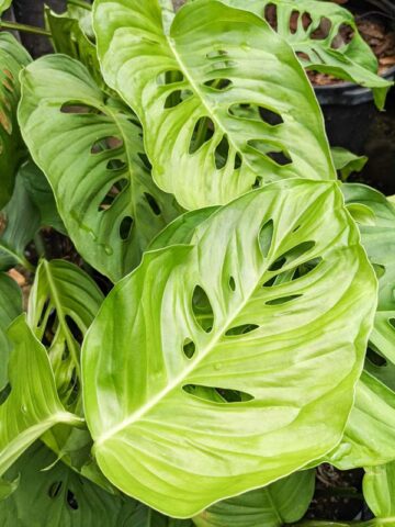 Alternative view of Monstera Lechleriana Schott Plant in 4" pot