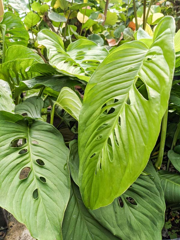 Monstera Lechleriana Schott Plant in 4" pot - Image 4