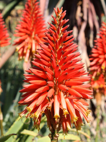 Alternative view of Lg. Candelabra Aloe Plant (aloe arborescens in 4" round)