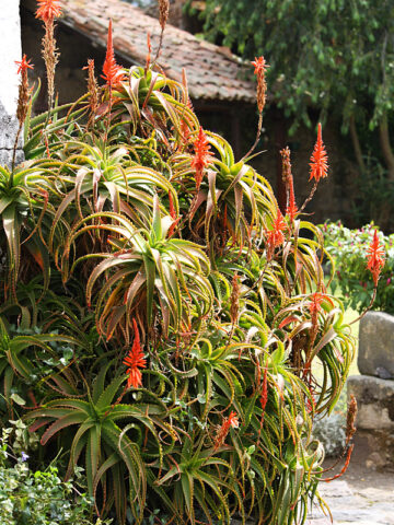 Lg. Candelabra Aloe Plant (aloe arborescens in 4" round)