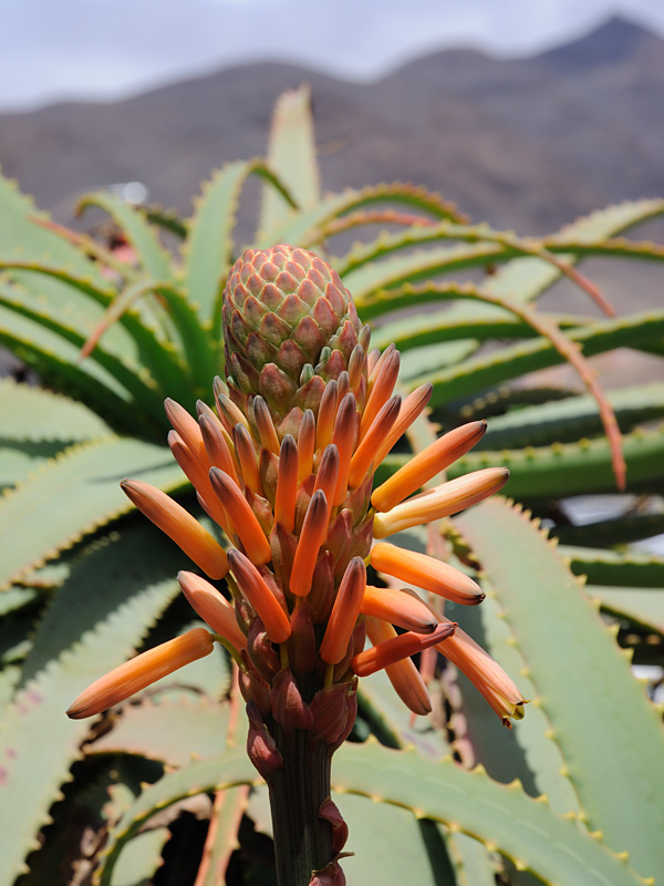 Lg. Candelabra Aloe Plant (aloe arborescens in 4" round) - Image 5