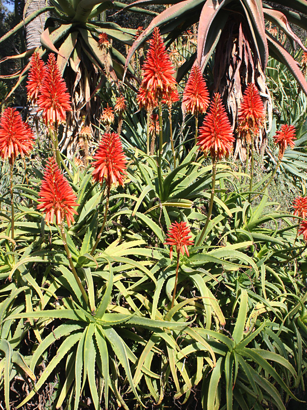 Lg. Candelabra Aloe Plant (aloe arborescens in 4" round) - Image 4