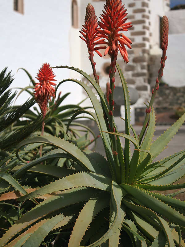 Lg. Candelabra Aloe Plant (aloe arborescens in 4" round) - Image 3