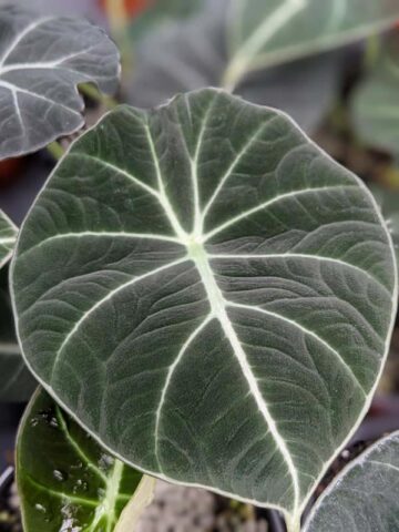 Alternative view of Lg. Alocasia Black Velvet Elephant Ear Plant in 4” pot