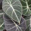 Lg. Alocasia Black Velvet Elephant Ear Plant in 4” pot