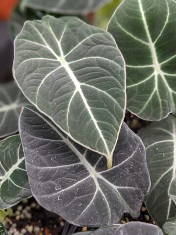 Lg. Alocasia Black Velvet Elephant Ear Plant in 4” pot