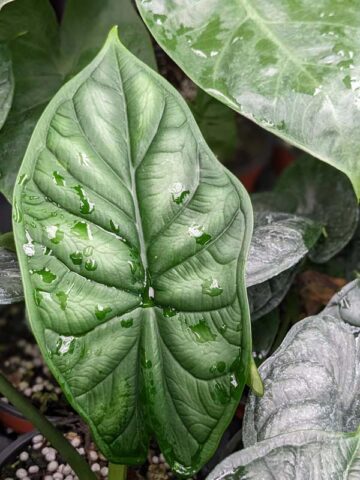 Alternative view of Lg. Alocasia Bumpy Dragon Scale Elephant Ear Plant in 4” pot