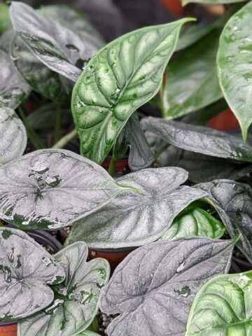Lg. Alocasia Bumpy Dragon Scale Elephant Ear Plant in 4” pot