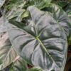Lg. Alocasia Golden Bone Elephant Ear Plant in 4” pot
