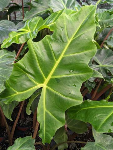 Alternative view of Lg. Alocasia Golden Dragon Elephant Ear Plant in 4” pot