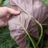 Lg. Alocasia Mayan Mask Elephant Ear Plant in 4” pot