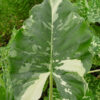 Lg. Alocasia Macrorrhiza Variegata Elephant Ear Plant in 4” pot