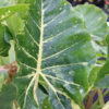 Lg. Alocasia New Guinea Gold Elephant Ear Plant in 4” pot
