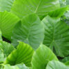 Lg. Alocasia Odora Maui Wowie Elephant Ear Plant in 4” pot