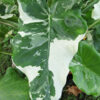 Lg. Alocasia Odora Okinawa Silver Elephant Ear Plant (Similar to last photos)