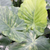 Lg. Alocasia Odora Maui Splash Elephant Ear Plant in 4” pot