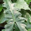 Lg. ‘Malaysian Monster’ Alocasia Serrated Portei Elephant Ear Plant in 4” pot