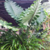 Lg. Alocasia Portidora Cold Hardy Giant Elephant Ear Plant in 4” pot