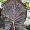 Lg. Alocasia Giant Purple Elephant Serendipity Elephant Ear Plant in 4” pot