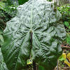 Lg. Alocasia Wentii Purple Umbrella Elephant Ear Plant in 4” pot