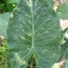 Lg. Alocasia Wentii Silver Splash Elephant Ear Plant in 4” pot