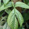 Amydrium Medium Silver Plant (Excellent Specimen)