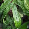Lg Amydrium Medium Wrinkled Form in 4″ pot