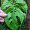New Release! Amydrium Sumatra Plant in 2x3" Deep Pot