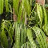 Lg. Amydrium Zippelianum Plant