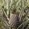 Lg. Sugarloaf Pineapple Plant (ananas cosomus in 4" round)