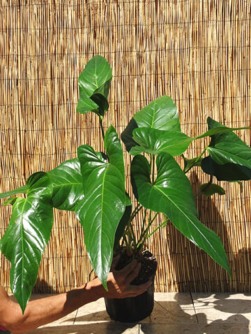 Alternative view of XL Anthurium Big Splash, Spectible X Watermaliense Plant in 6” pot