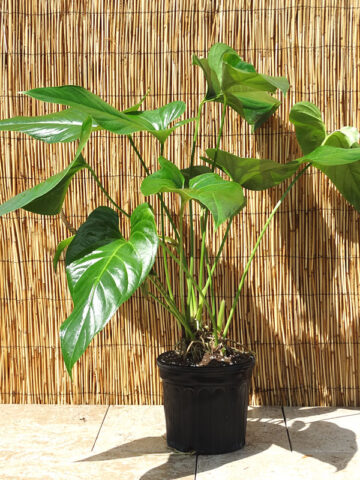 XL Anthurium Big Splash, Spectible X Watermaliense Plant in 6” pot