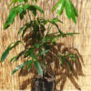 Anthurium Croatiana Ecuador Plant in 2x2x7" pot