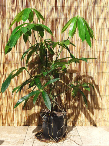 Anthurium Croatiana Ecuador Plant in 2x2x7" pot