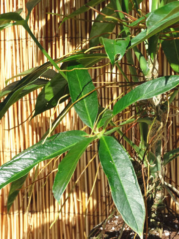 Alternative view of Anthurium Croatiana Ecuador Plant in 2x2x7" pot