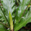 Anthurium Cubense (2x3" Deep Pot)