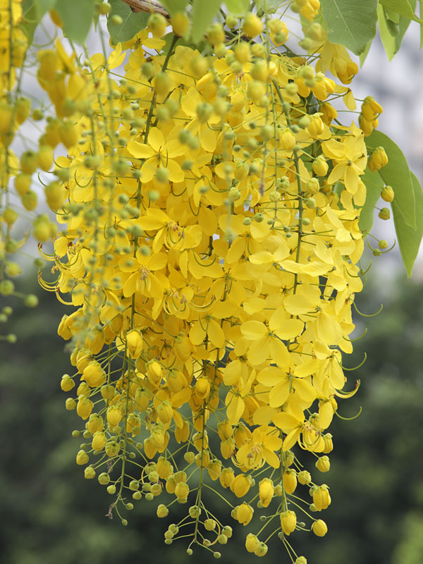 Golden Shower Tree (cassia fistula 2x2x3" Pot) - Image 6