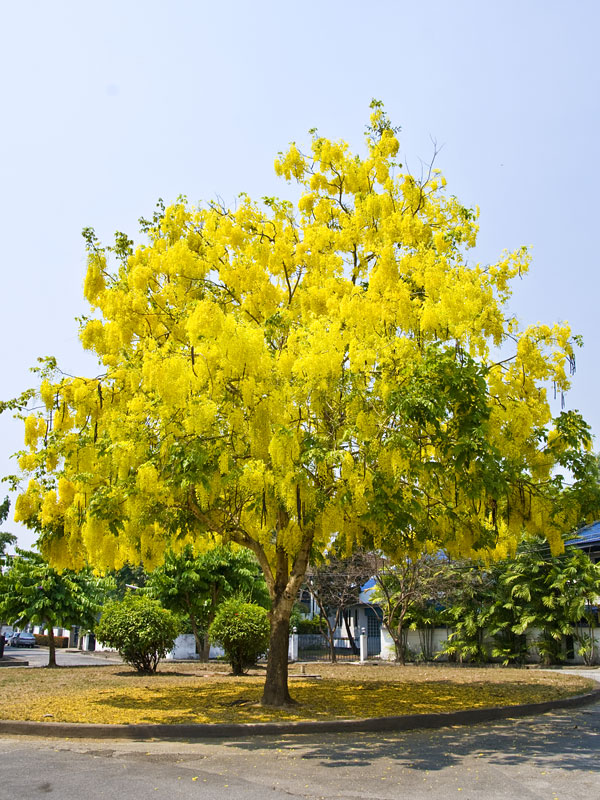 Golden Shower Tree (cassia fistula 2x2x3" Pot) - Image 2