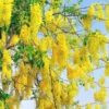 Golden Shower Tree (cassia fistula 2x2x3" Pot)