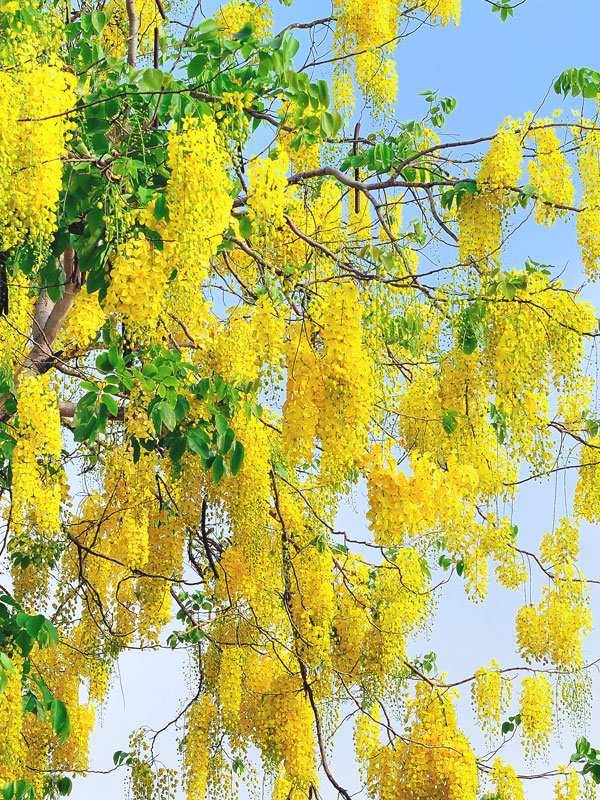 Golden Shower Tree (cassia fistula 2x2x3" Pot)