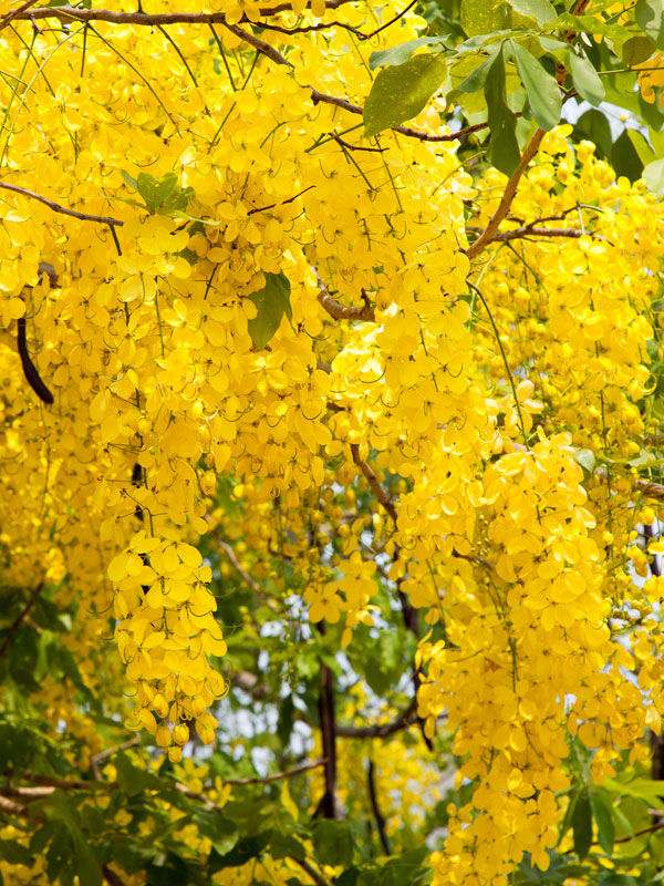 Golden Shower Tree (cassia fistula 2x2x3" Pot) - Image 5
