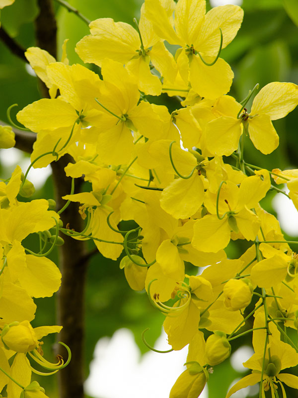 Golden Shower Tree (cassia fistula 2x2x3" Pot) - Image 7