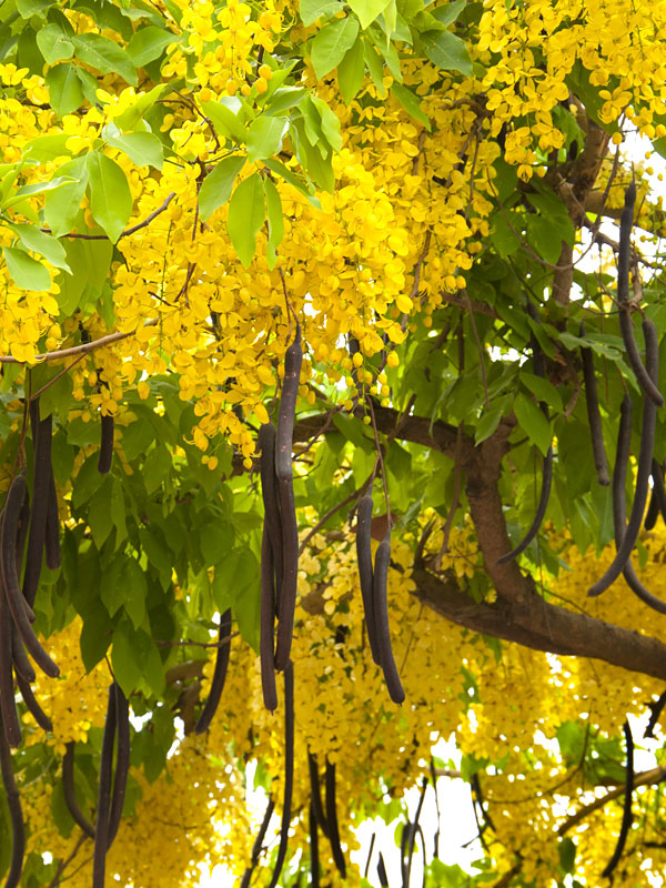 Golden Shower Tree (cassia fistula 2x2x3" Pot) - Image 4