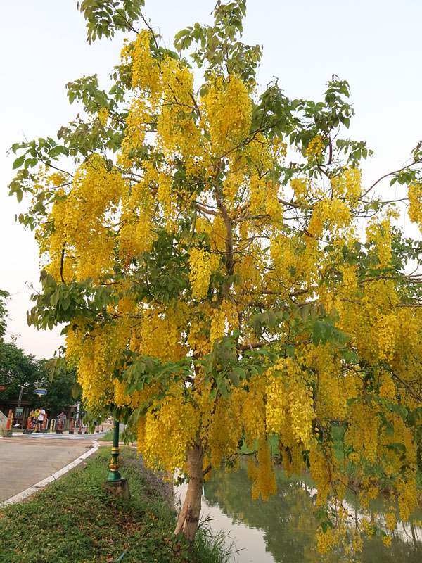 Golden Shower Tree (cassia fistula 2x2x3" Pot) - Image 8