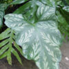 Lg. Cercestis Mirabilis Tropical Plant